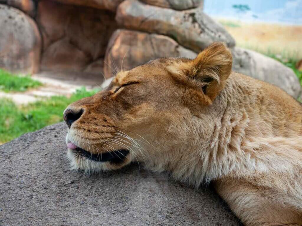 Up close shot of sleeping lioness at Rosamond Gifford Zoo