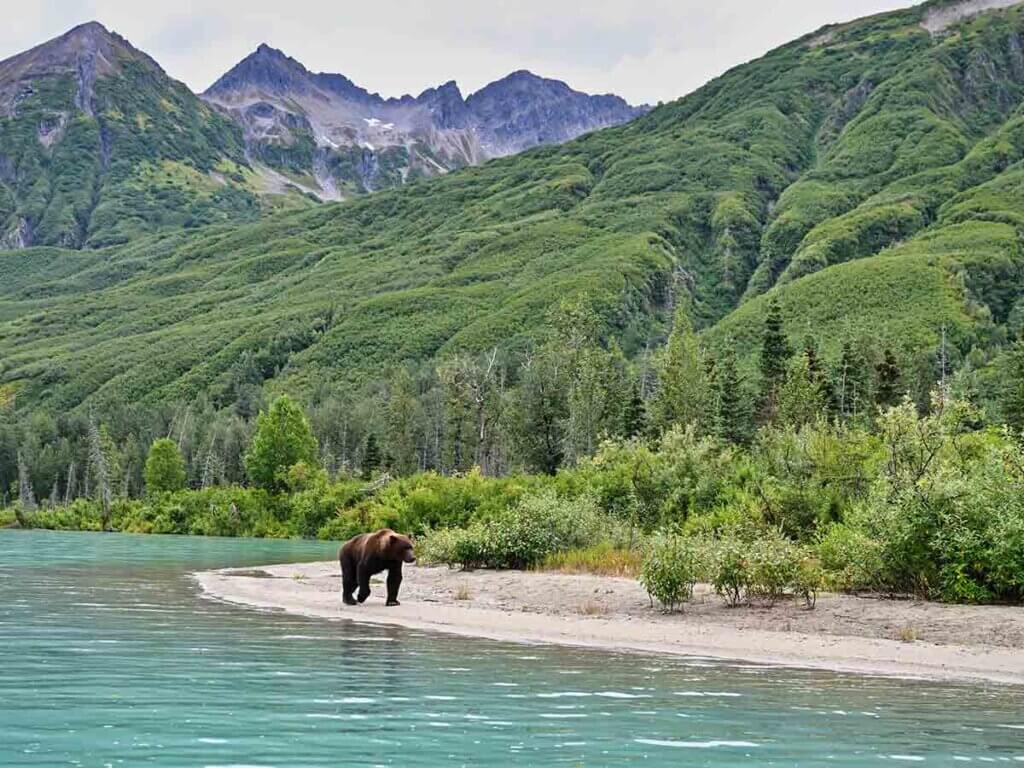 Grizzly bear on the shoreline of Lake Clark in Alaska.