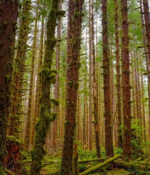 moss covered trees in olympic national park in the pacific northwest