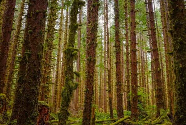 moss covered trees in olympic national park in the pacific northwest