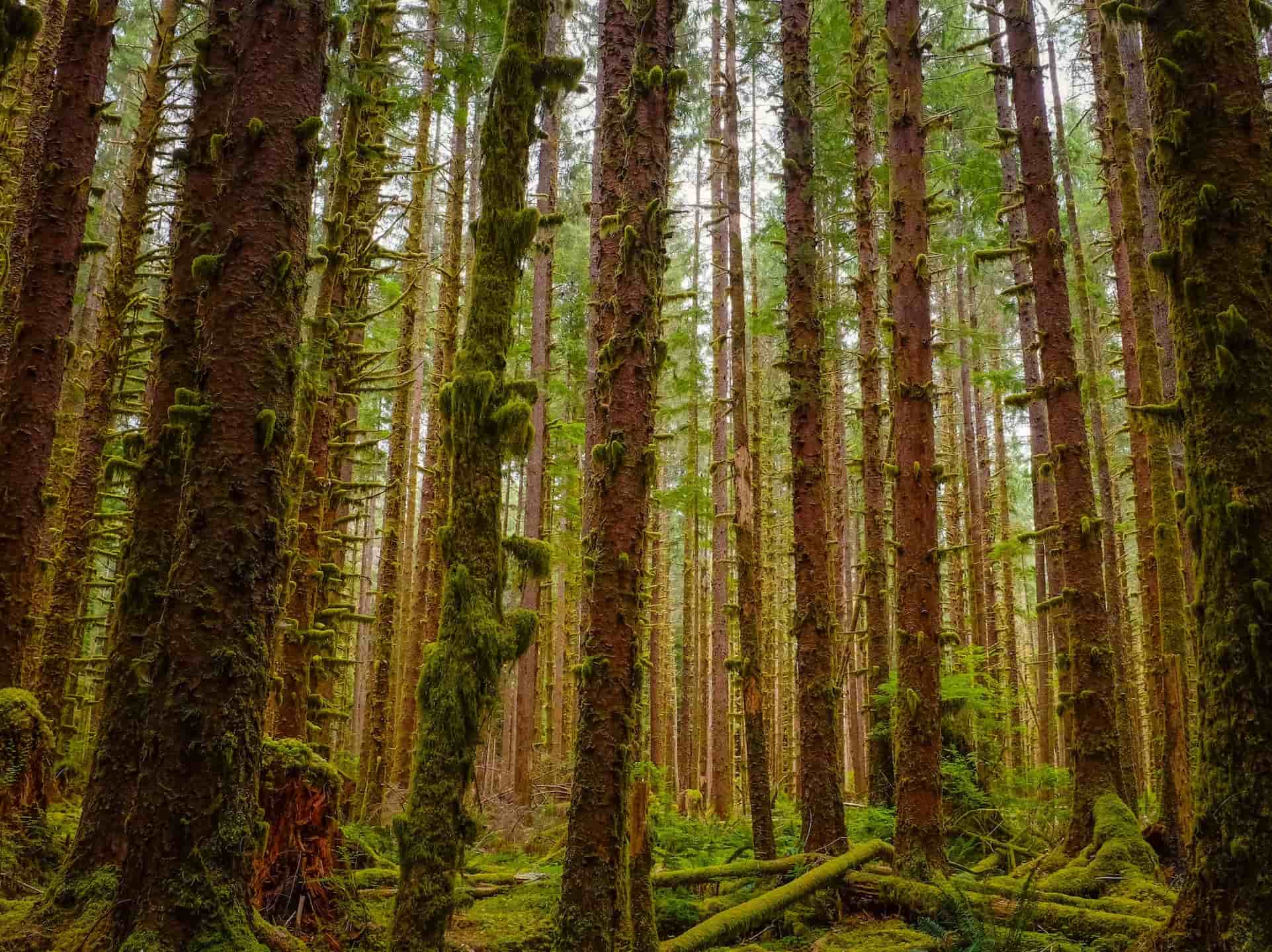 Trailblazing the Pacific Northwest: A Nature Lover’s Road Trip