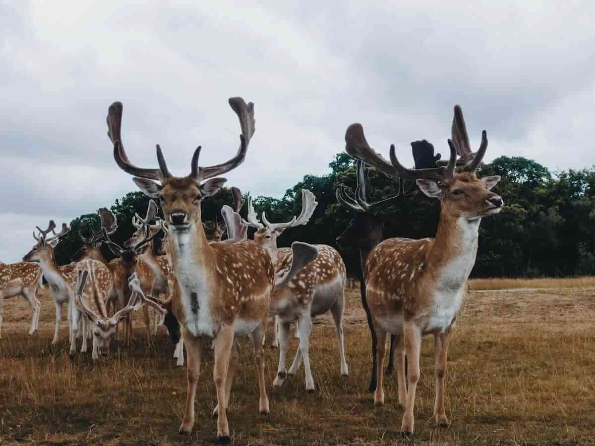 a close up of deer at richmond park in england, united kingdom