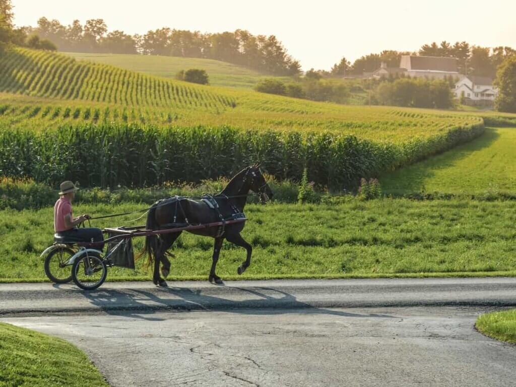 a horse drawn buggy in ohio amish country
