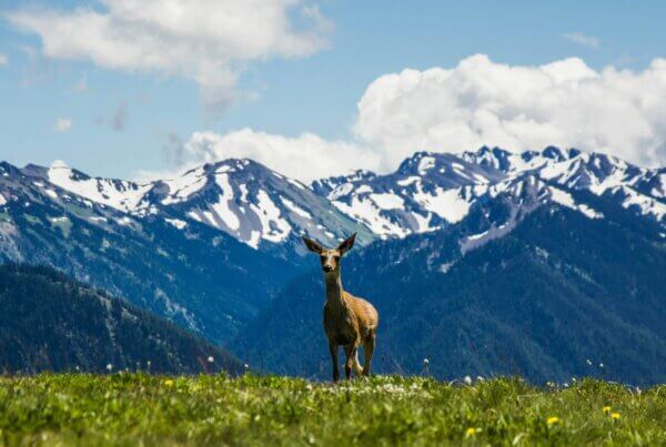 a deer on a mountain in olympic national park on the olympic peninsula in washington state