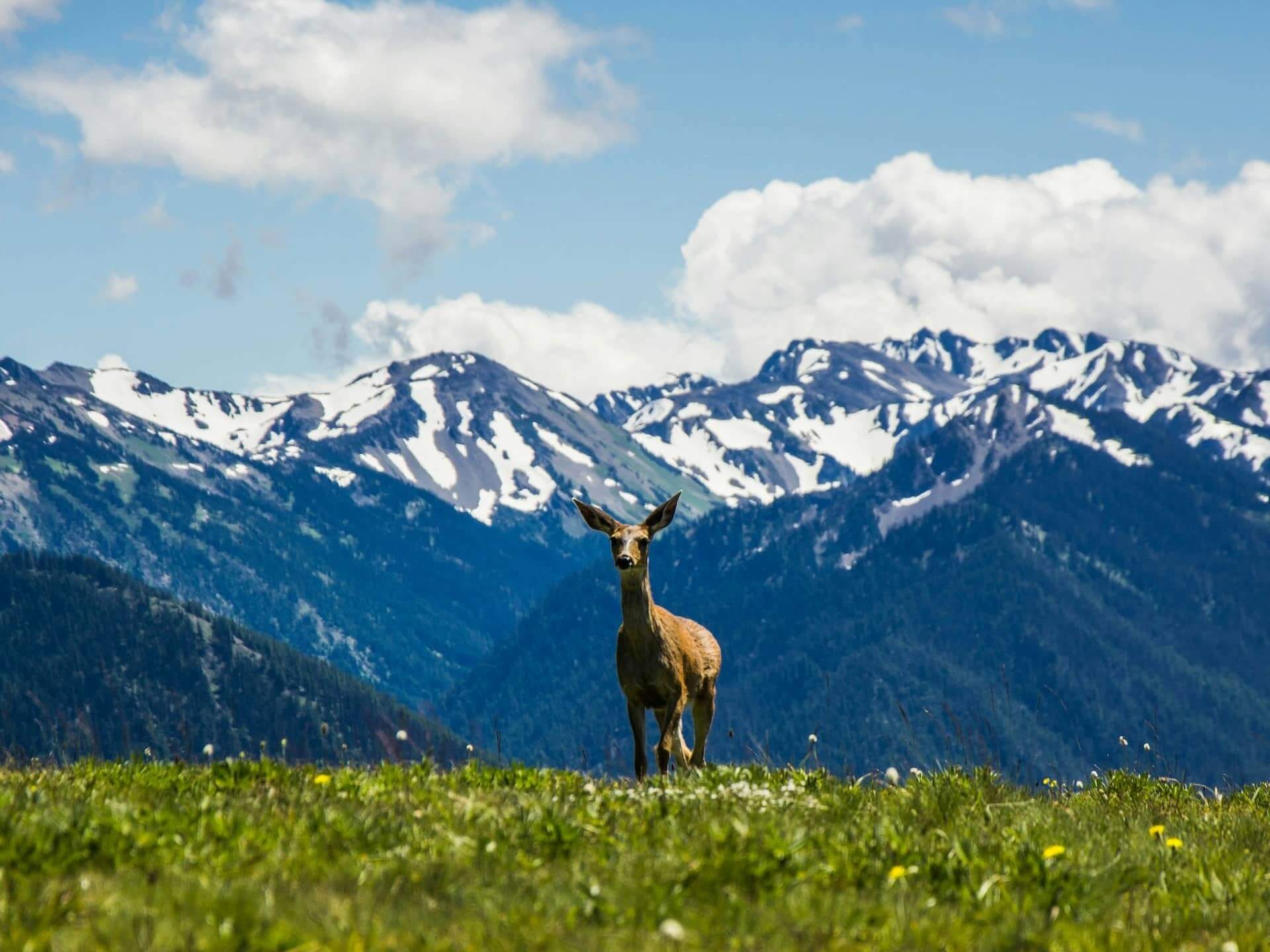 24 Hours in the Wild: A Perfect Day Trip On the Olympic Peninsula