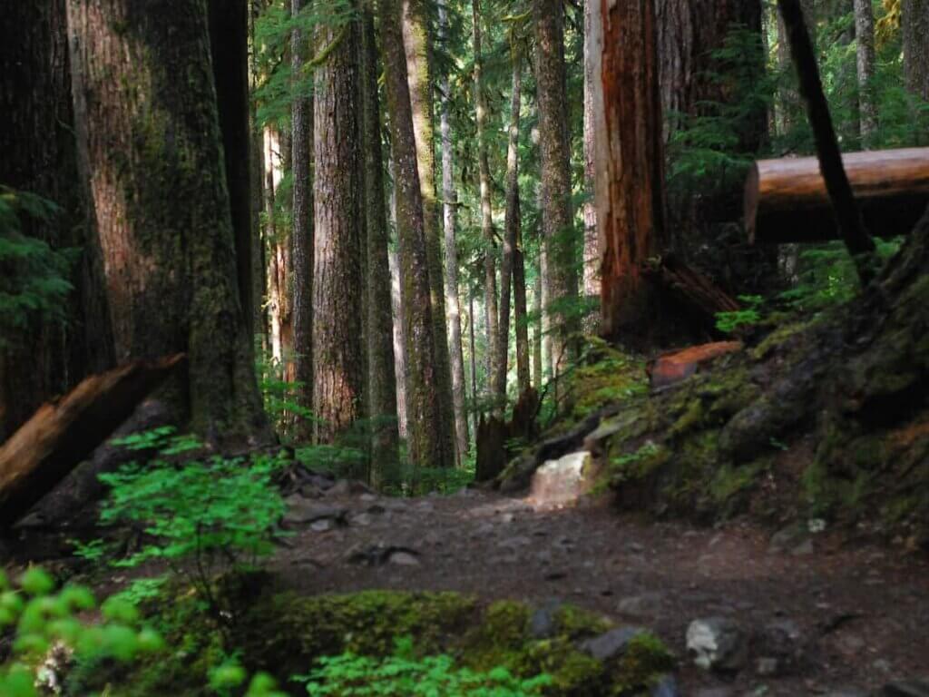 the sol duc falls train in a forest in washington state