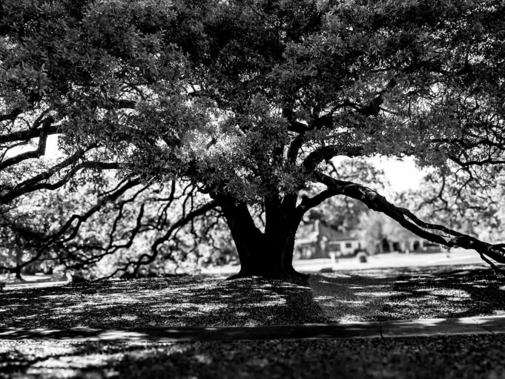 a dramatic black and white tree in biloxi mississippi